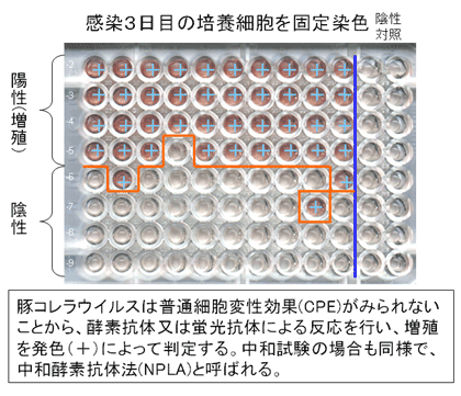 図12.酵素抗体染色による豚熱ウイルス力価測定