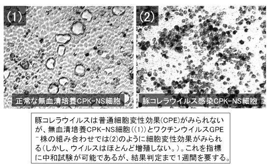 図13.特殊な細胞を用いた豚熱ウイルスの細胞変性効果