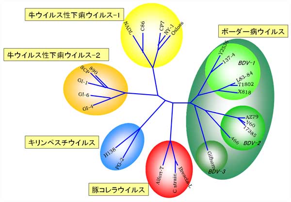 図4. 遺伝子によるペスチウイルス属(フラビウイルス科)の分類