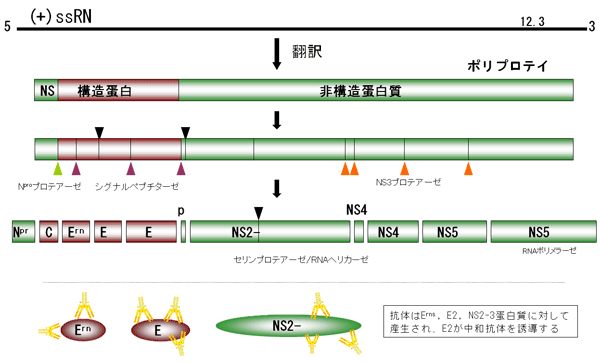 図5.豚熱ウイルスのゲノム構造と蛋白質合成