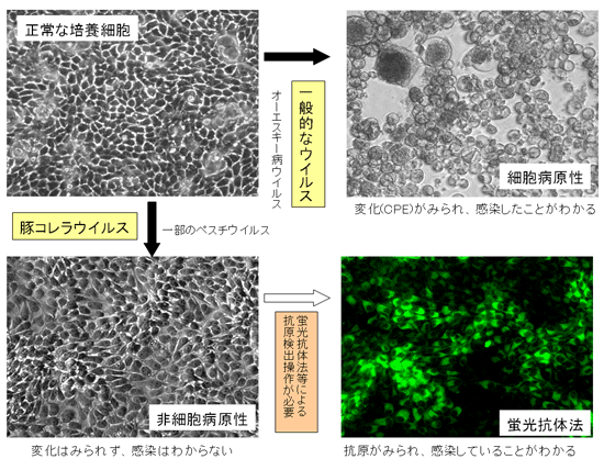 図6.豚熱ウイルスの生物学的特徴(非細胞病原性)