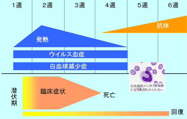 図7.豚熱ウイルスによる急性感染