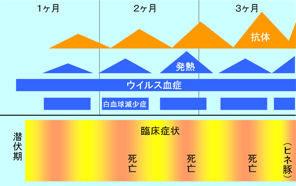 図8.豚熱ウイルスによる慢性感染