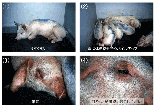 写真1.豚熱の臨床症状