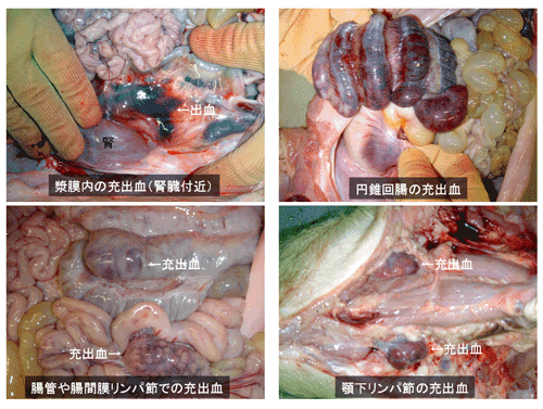 写真3.豚熱の肉眼的病変