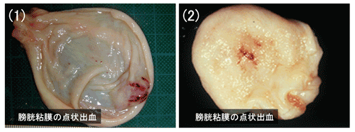 写真4.豚熱の肉眼的病変