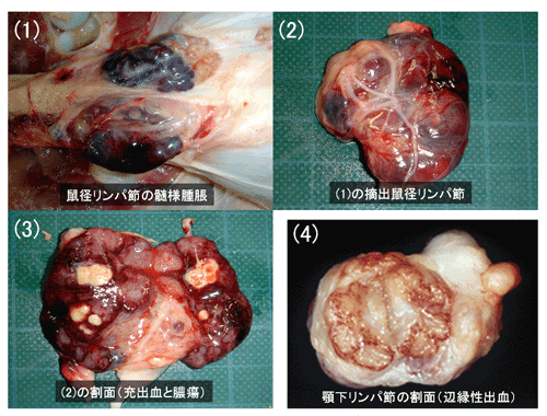 写真5.豚熱の肉眼的病変