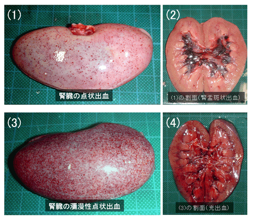 写真6.豚熱の肉眼的病変