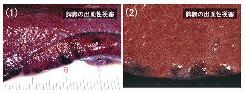 写真7.豚熱の肉眼的病変