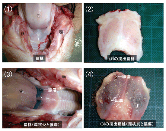 写真8.豚熱感染豚の扁桃