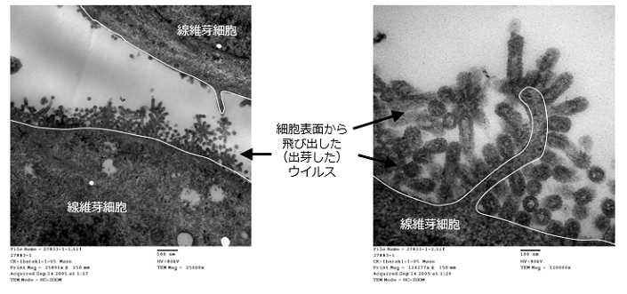 電子顕微鏡写真の説明