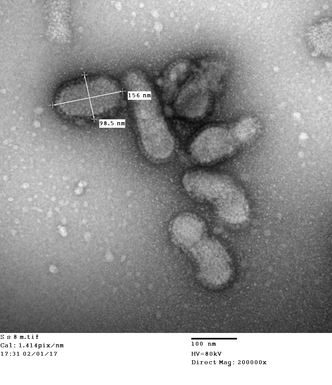 電子顕微鏡写真