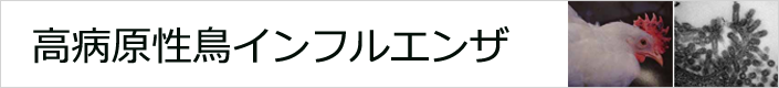 高病原性鳥インフルエンザ