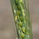 5月に入り、小麦のほぼ半数の品種が開花期となっています。
