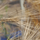 中生大麦が成熟期になりました。