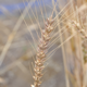 パン用小麦の中生品種とめん用小麦の一部が成熟期となりました。
