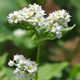 苗の定植作業がさらに続く中、「ソバ」の花が咲き始めました。