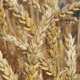 北海道産小麦の一部が成熟期となりました。