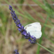 梅雨の晴れ間にラベンダーやソバの花が盛りを迎えています。