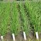 稲の生育が進み茎数も増え、順調に大きくなっています。