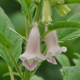 夏の花が咲き始め、実も大きくなってきました