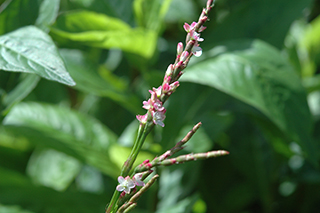 主に、葉を藍染めにするタデ科の「アイ」の縁がピンク色の小さな花が咲き始めました。