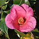 「ヤブツバキ」の花が増えてきました。