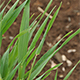 早生の大麦は止葉が出て、小麦も茎立期となった品種もあります。