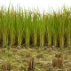 稲の収穫が始まりました。