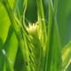 早生の大麦は穂が出始め、茎立期となった小麦が増えました。