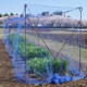 早生大麦が穂揃期となったので、防鳥網を張りました。