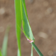 桜の満開を前に早生大麦の止葉が出ました