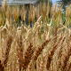 多くの小麦品種が成熟期になりました。