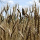 小麦も全品種が成熟期になりました。
