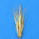 成熟した大麦の穂をご紹介します。