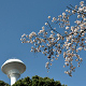 農林研究団地の桜も咲き、新年度の始まりです。