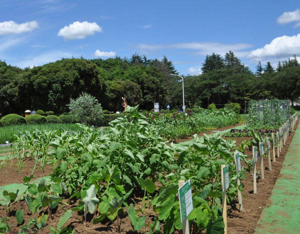 見本園の様子