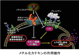 メチル化カテキンの作用機作