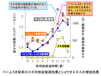 べにふうき緑茶のスギ花粉症軽減効果とショウガエキスの増強効果