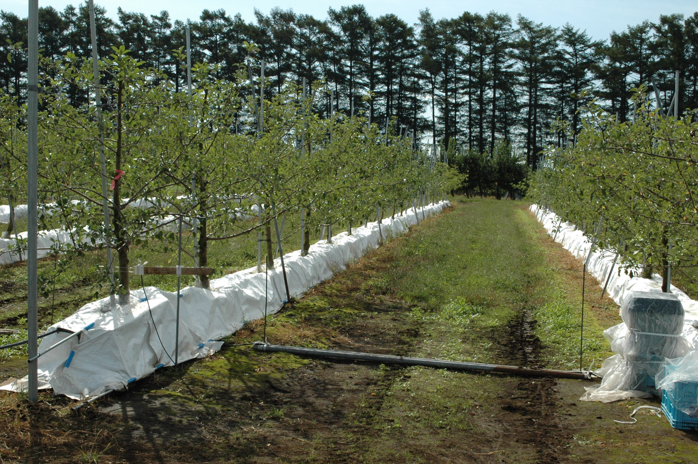 果樹茶業研究部門 リンゴ栽培生理ユニット 農研機構 果樹茶業研究部門 リンゴ栽培生理ユニット 農研機構