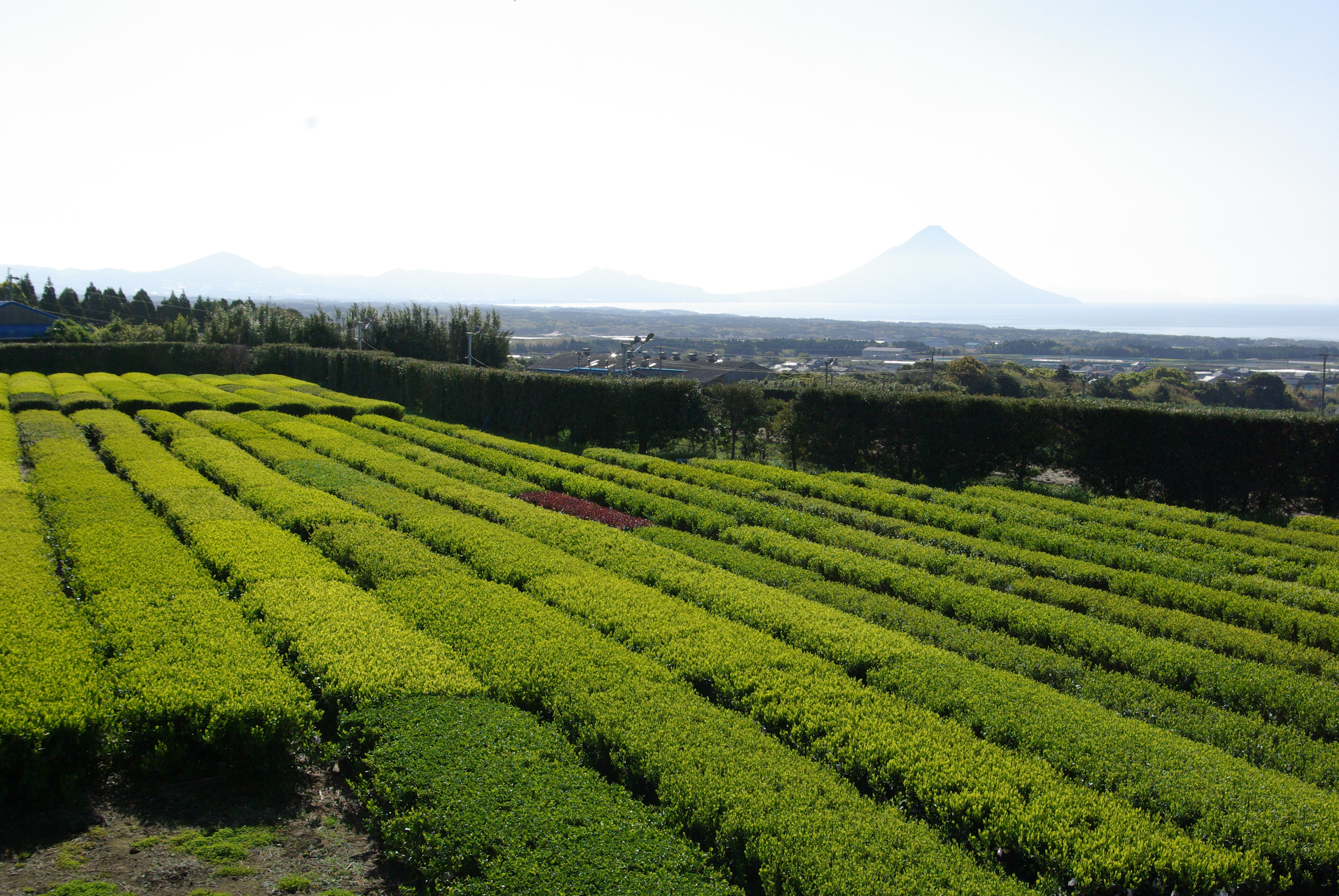 果樹茶業研究部門 茶育種ユニット 農研機構