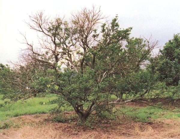 写真2 果実を摘除しなかった樹の1年後の回復状況(1992年8月20日)