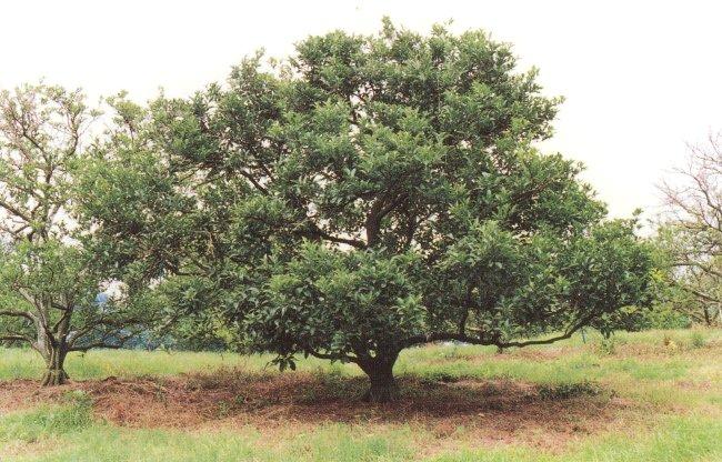 写真3 果実を摘除した樹の1年後の回復状況(1992年8月20日)