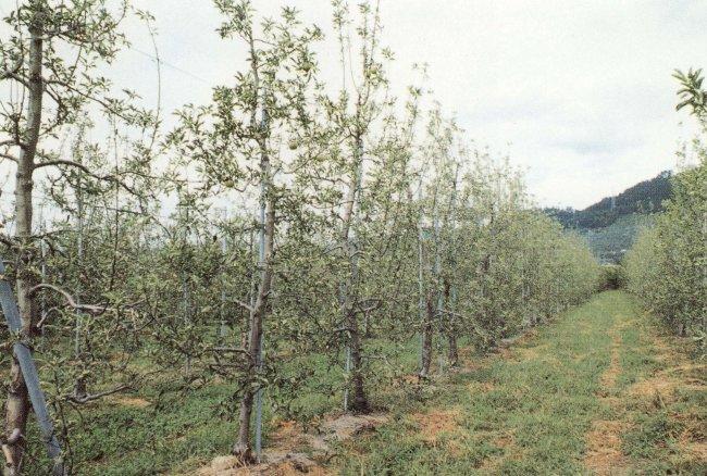 写真4 完全倒伏、立て直し園 (青森県:N氏園 1992年9月8日)