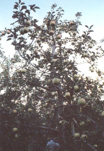写真5 完全倒伏、立て直し樹の回復状況 (青森県:Y氏園 1992年9月8日)