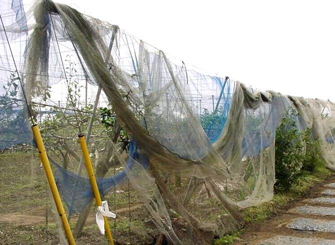 写真7 強風で網が吹き飛ば された園もある