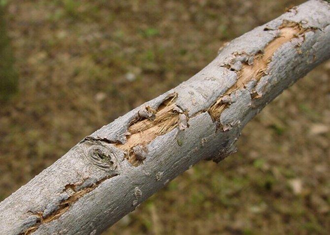 写真5 枝の被害