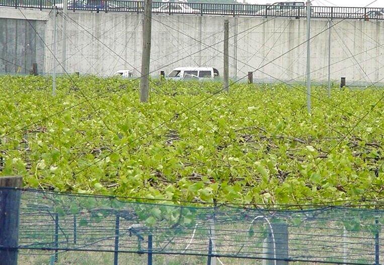写真10 棚上から見た方が被害が軽く見えるが
