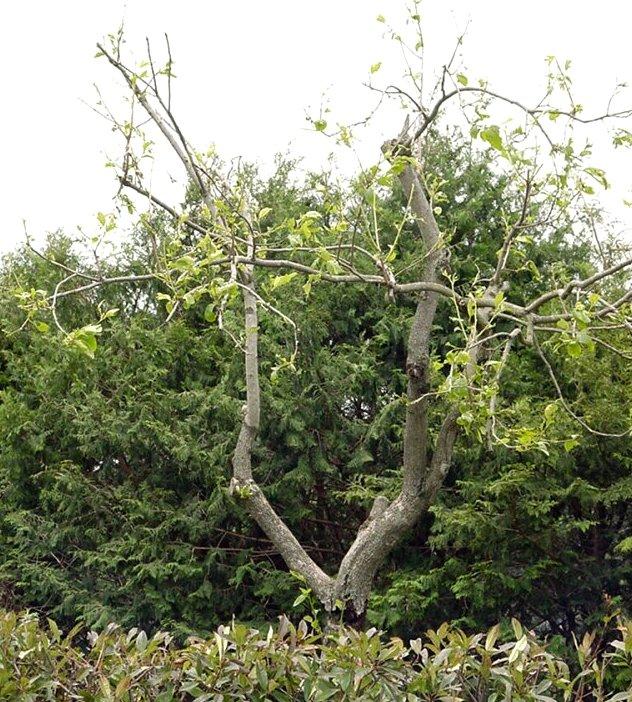 写真20 カキの被害