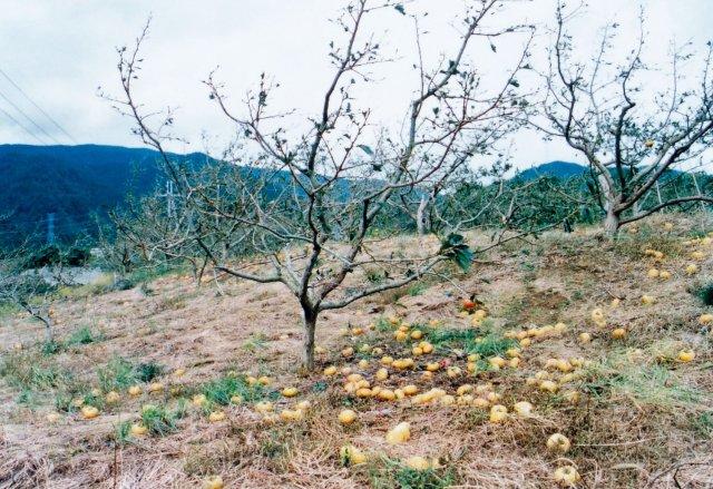 写真1 カキ‘刀根早生’の強風による落葉・落果状況(和歌山県、1998年9月)